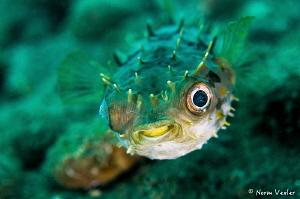 "Here's looking at you kid"...Orbicular Burrfish in Anilao by Norm Vexler 